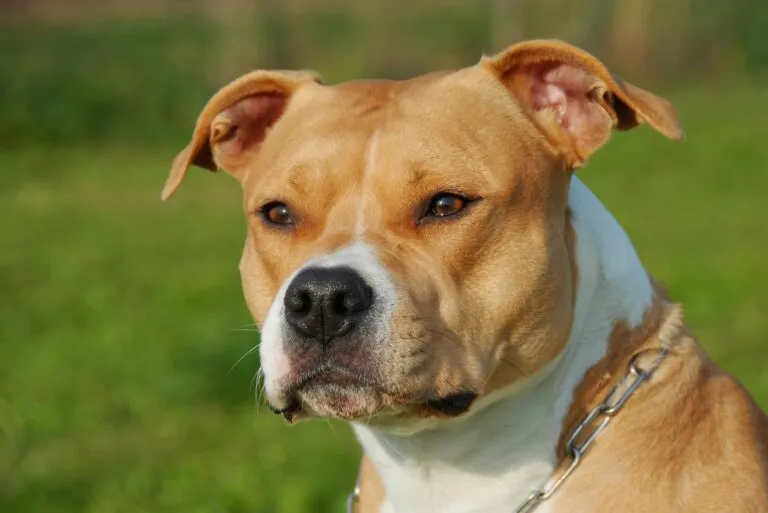 Harci kutyák megítélése – az amerikai staffordshire terrier példája Amerikai staffordshire terrier nyugodtan ül gazdája mellett parkban