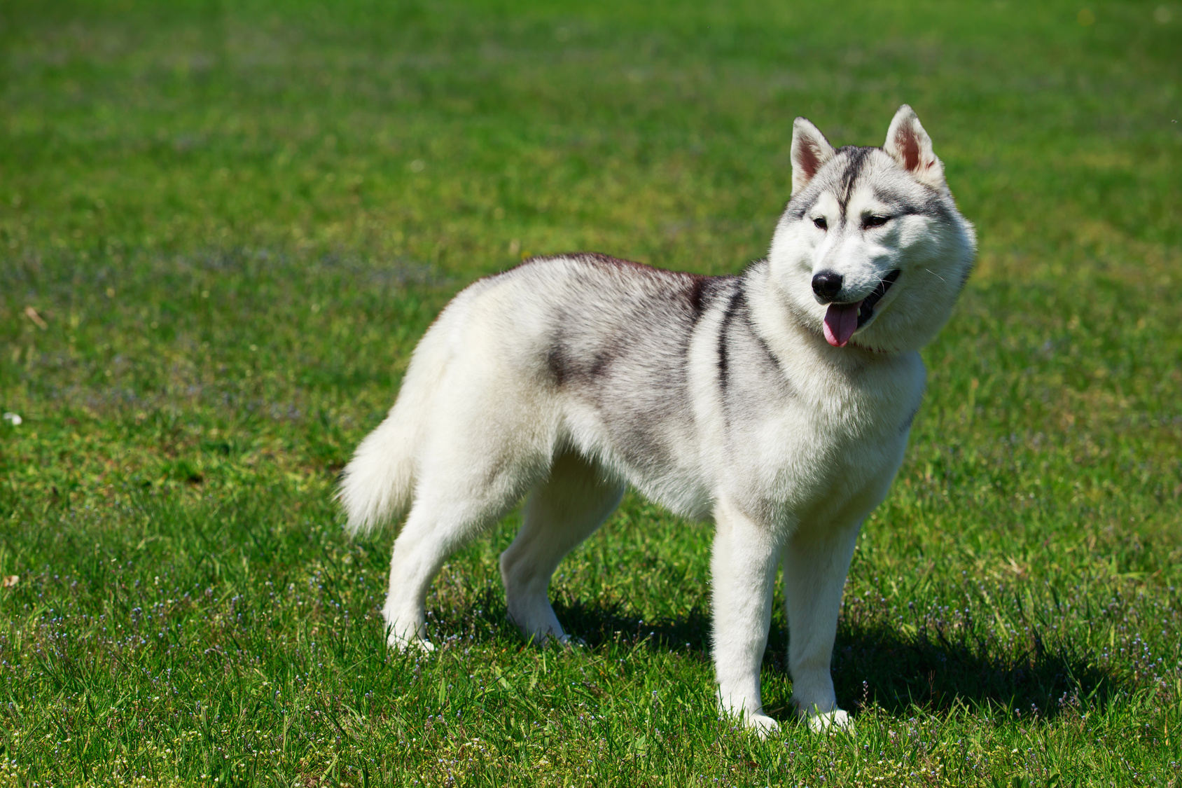 alaskan malamute im gras