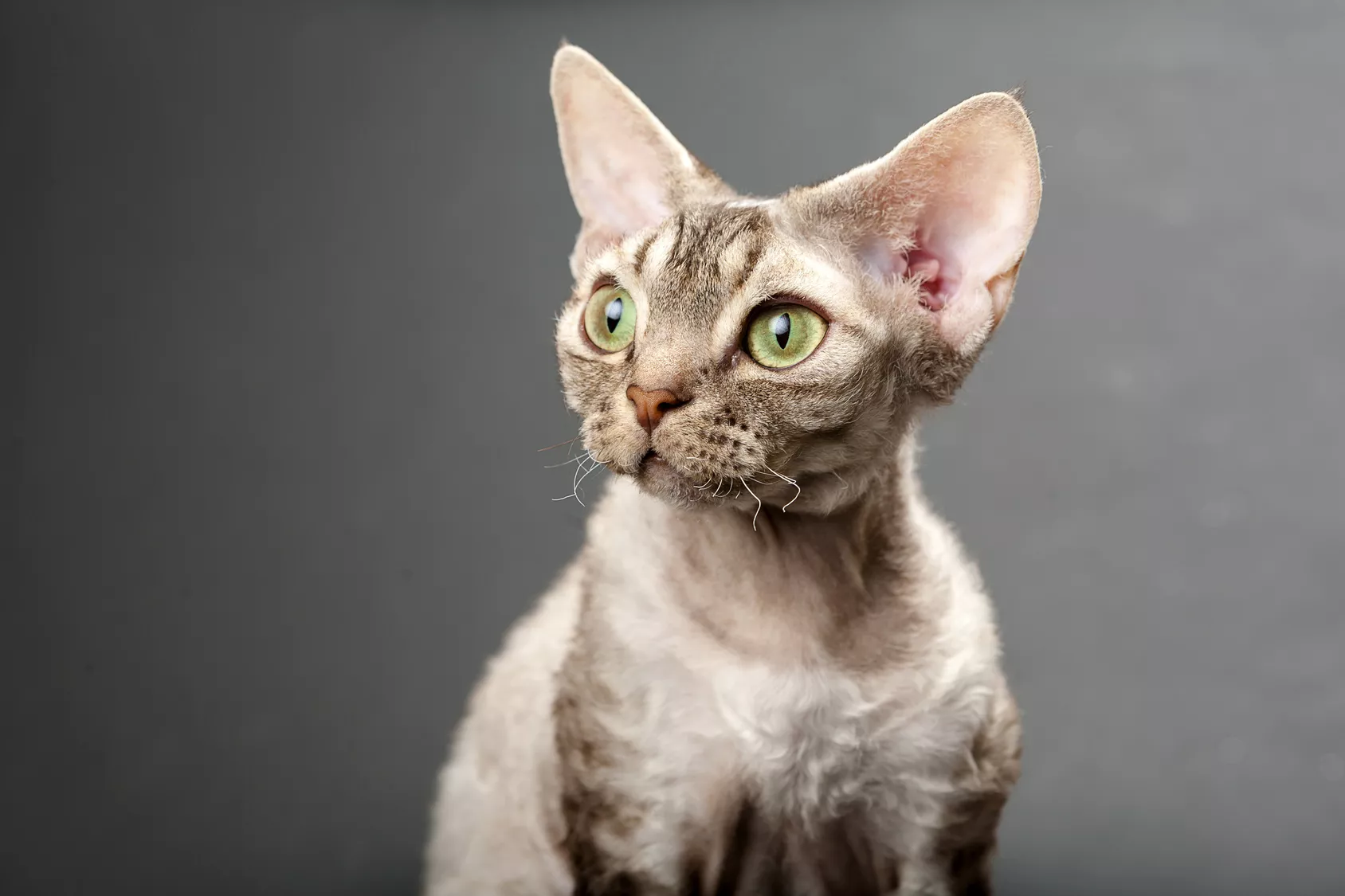 Mačka devon rex Mačka devon rex