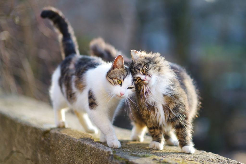 katze kastrieren lassen vor Freigang