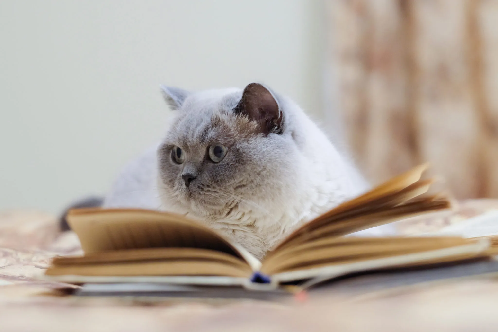 katzennamen katzennamen