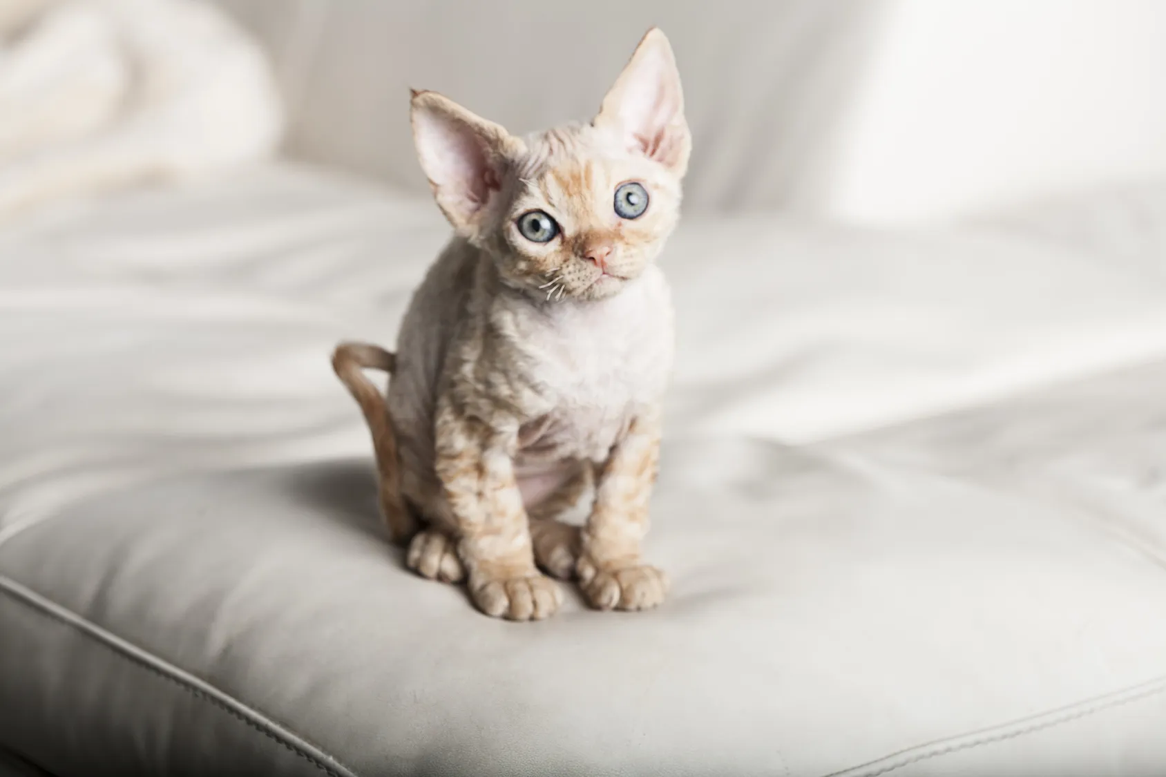devon rex kitten devon rex kitten