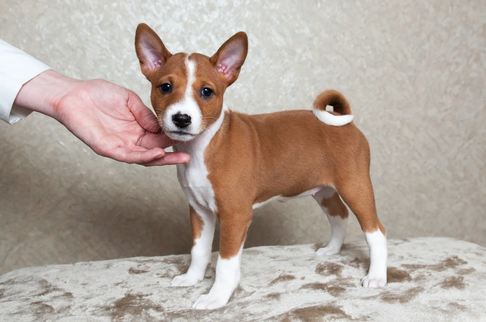 basenji welpe