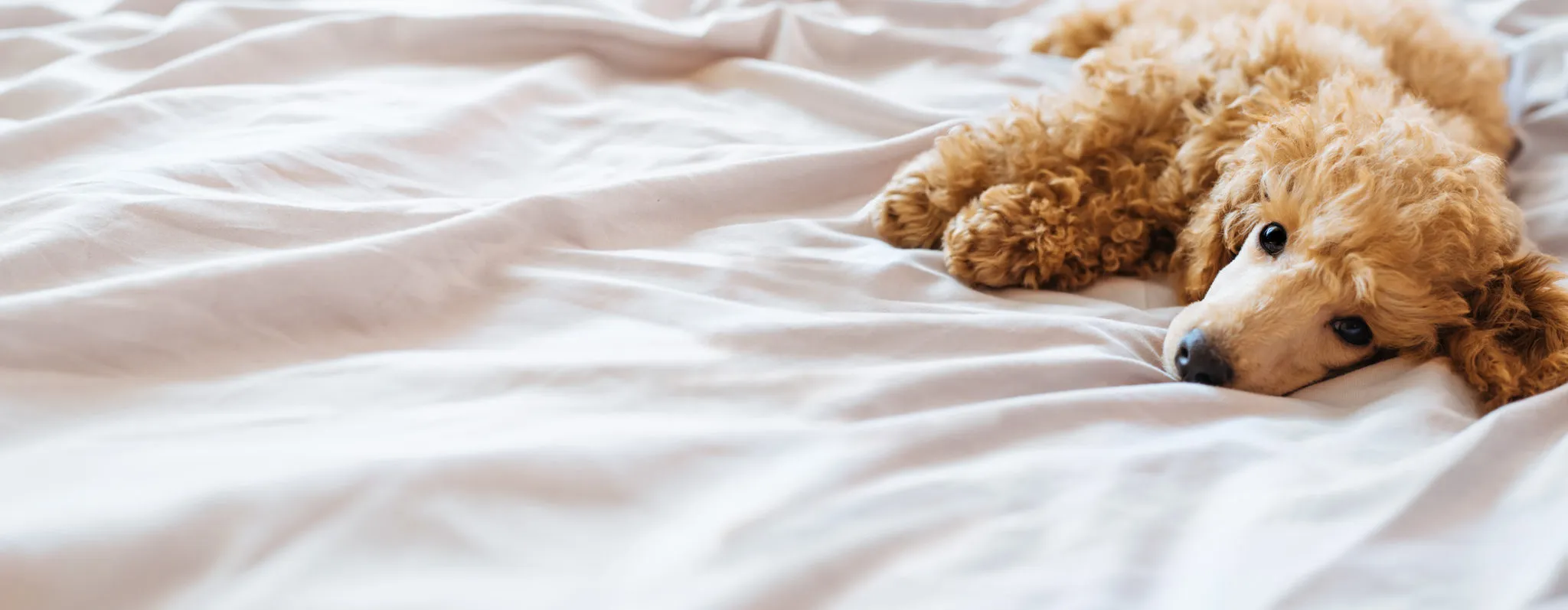 Dog in bed Dog in bed