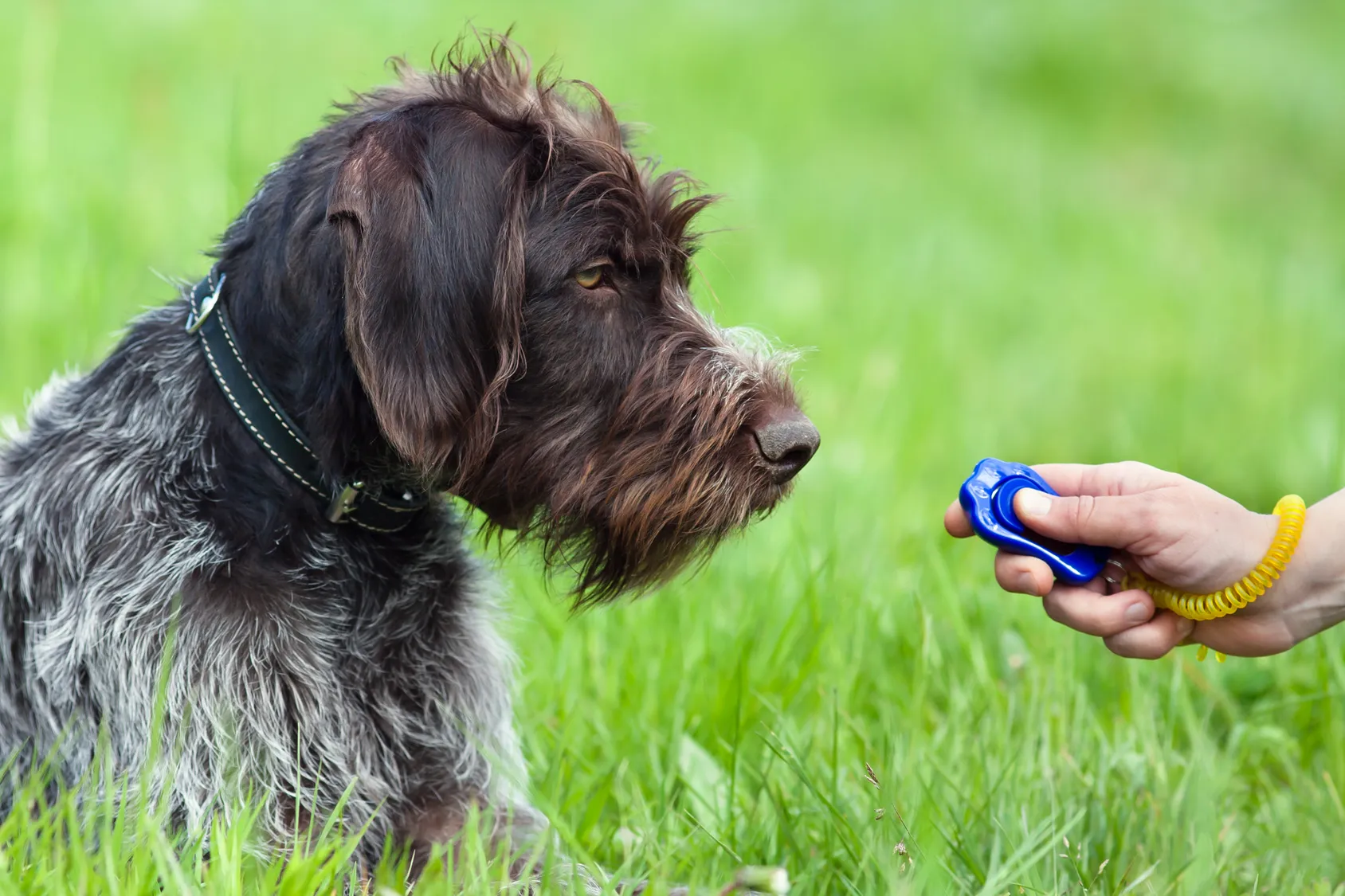 jagdhund clicker training jagdhund clicker training
