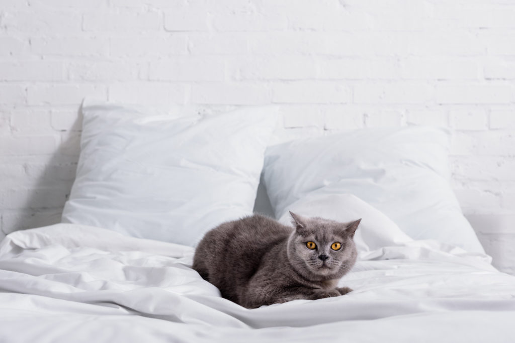 katze im bett katze im bett