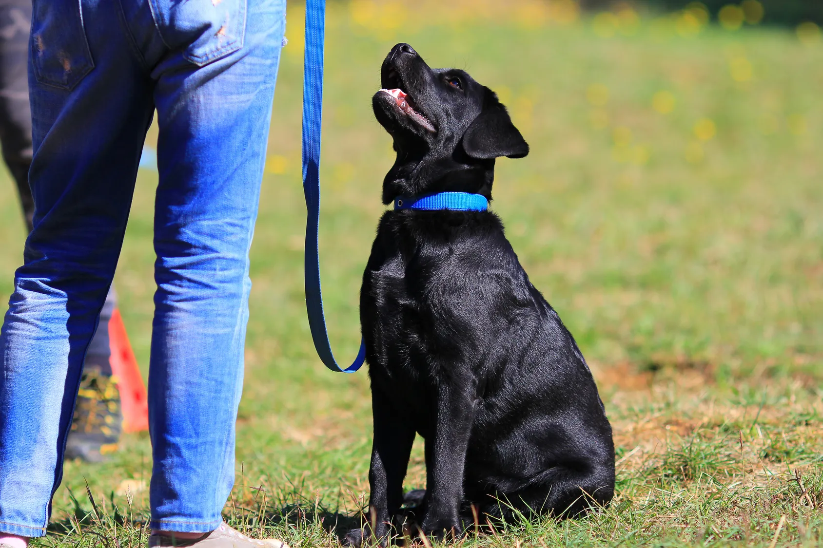 labrador training labrador training