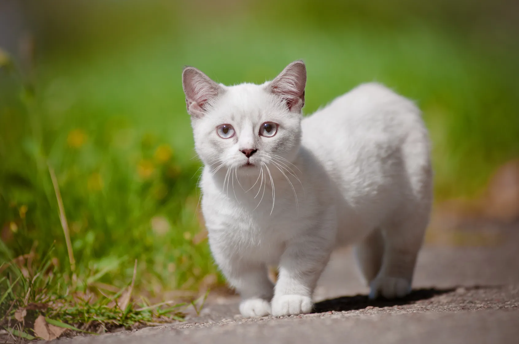 Munchkin Kitten weiß Munchkin Kitten weiß