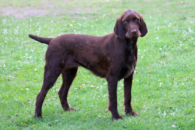pudelpointer a fűben