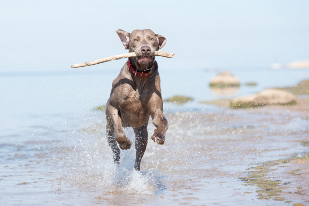 Weimari vizsla fajtaleírás | Zooplus Kutya Magazin