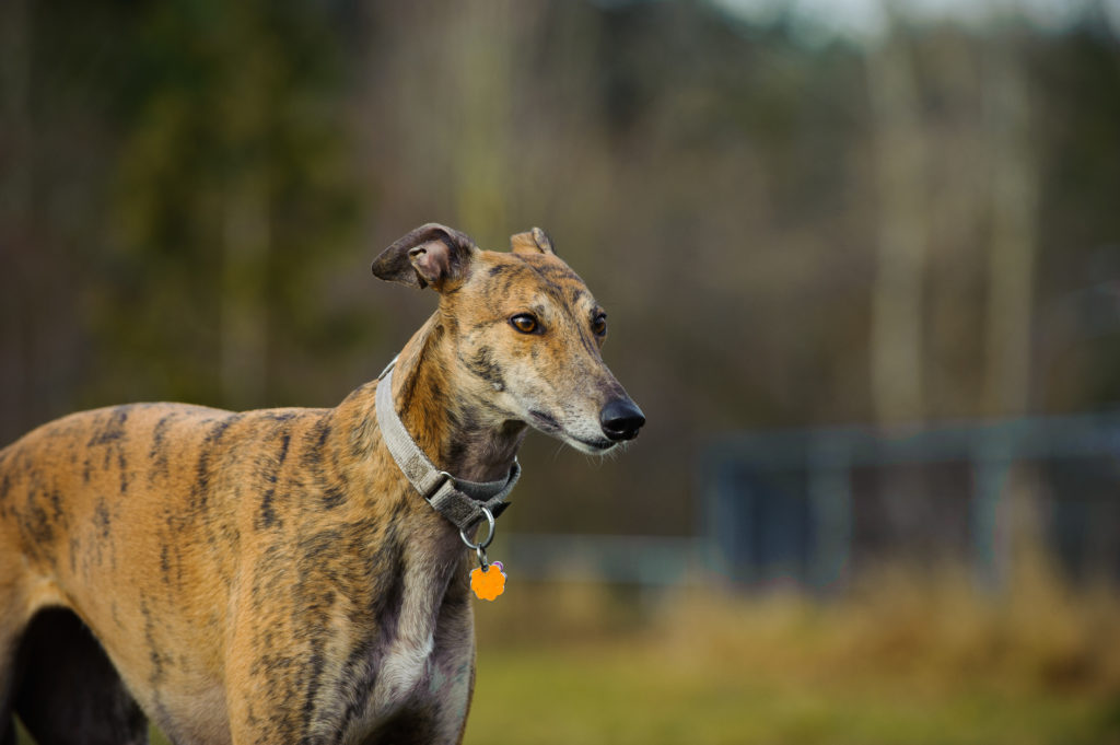Greyhound 2 Greyhound 2