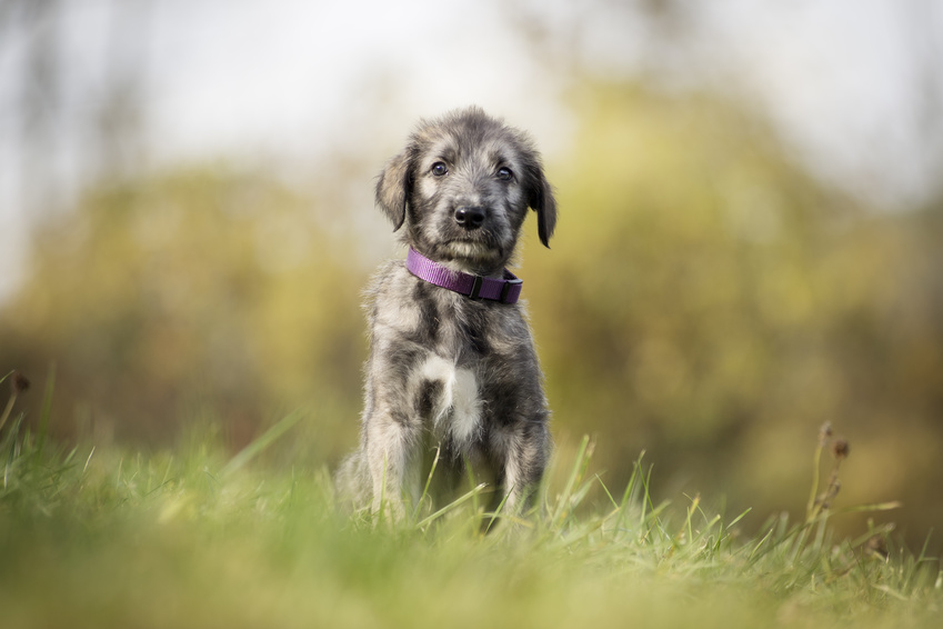 Irischer Wolfshund Welpe im Frühling