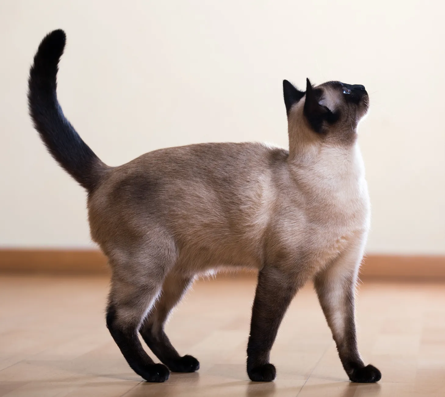 Katze glücklich Schwanz Katze glücklich Schwanz