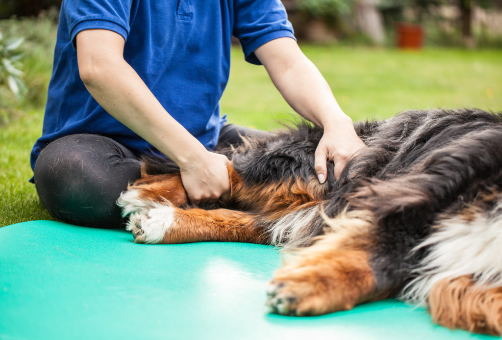 Physiotherapie bei Arthrose Hund Unterstützende Physiotherapie bei Arthrose