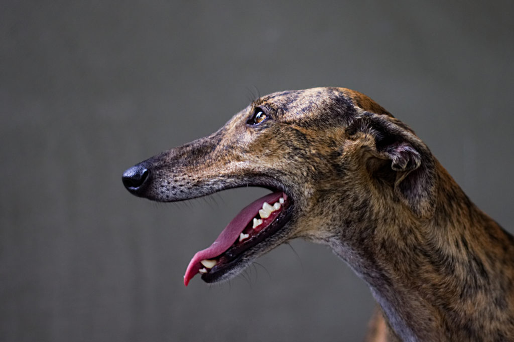 glückliches Greyhound