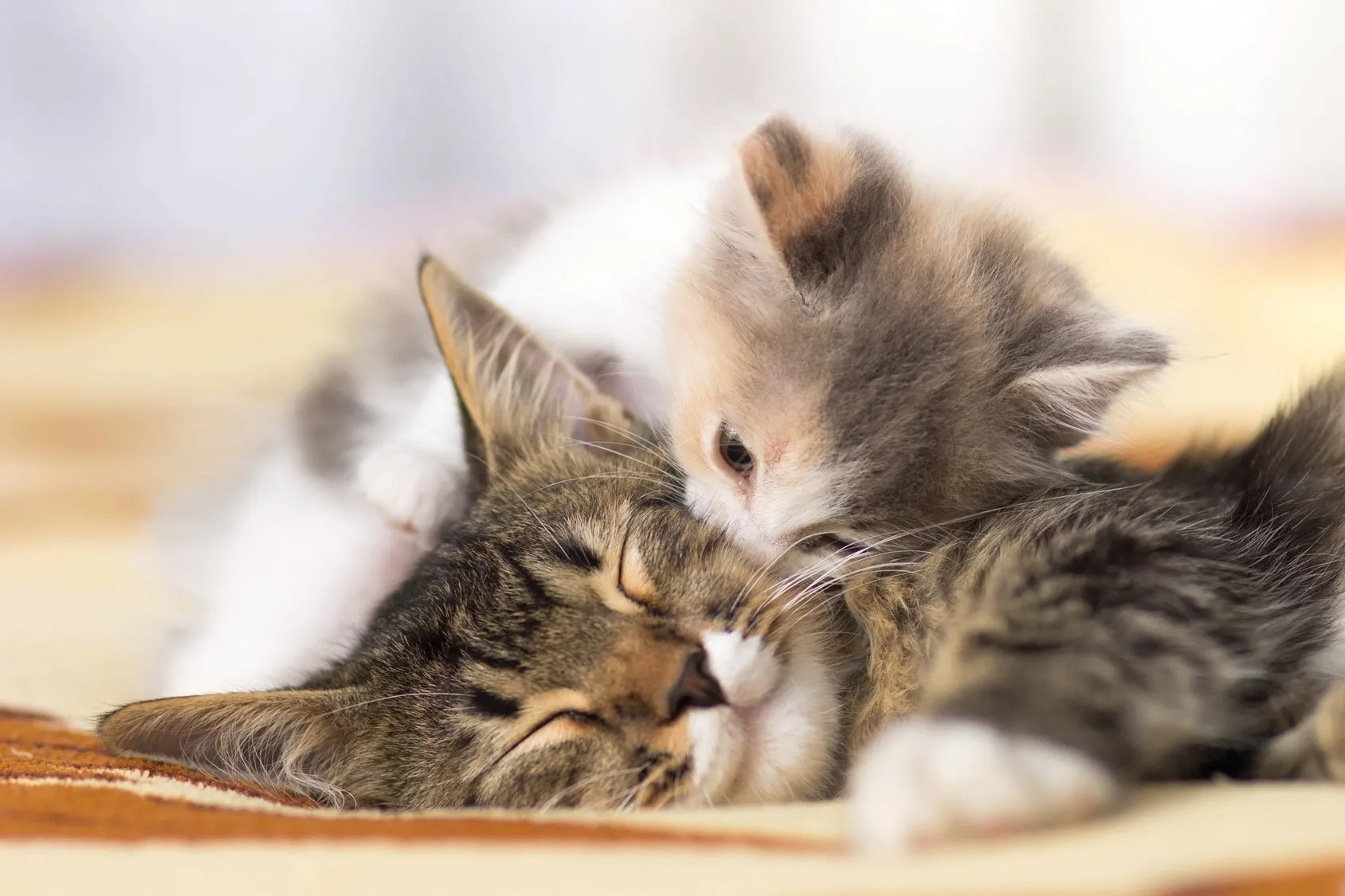 katzenbaby mit mutter katzenbaby mit mutter