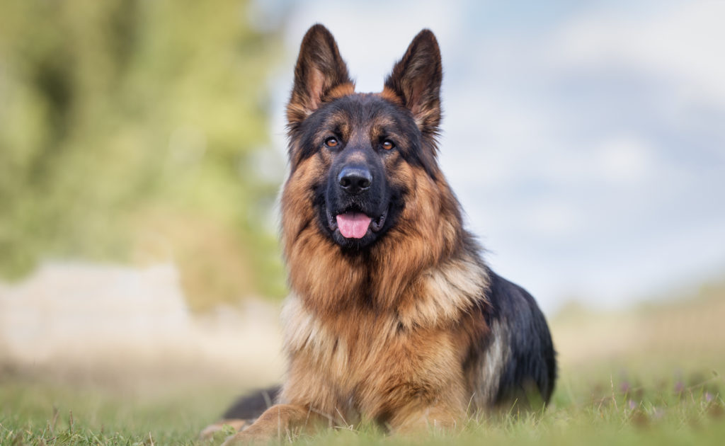 deutscher schäferhund futter