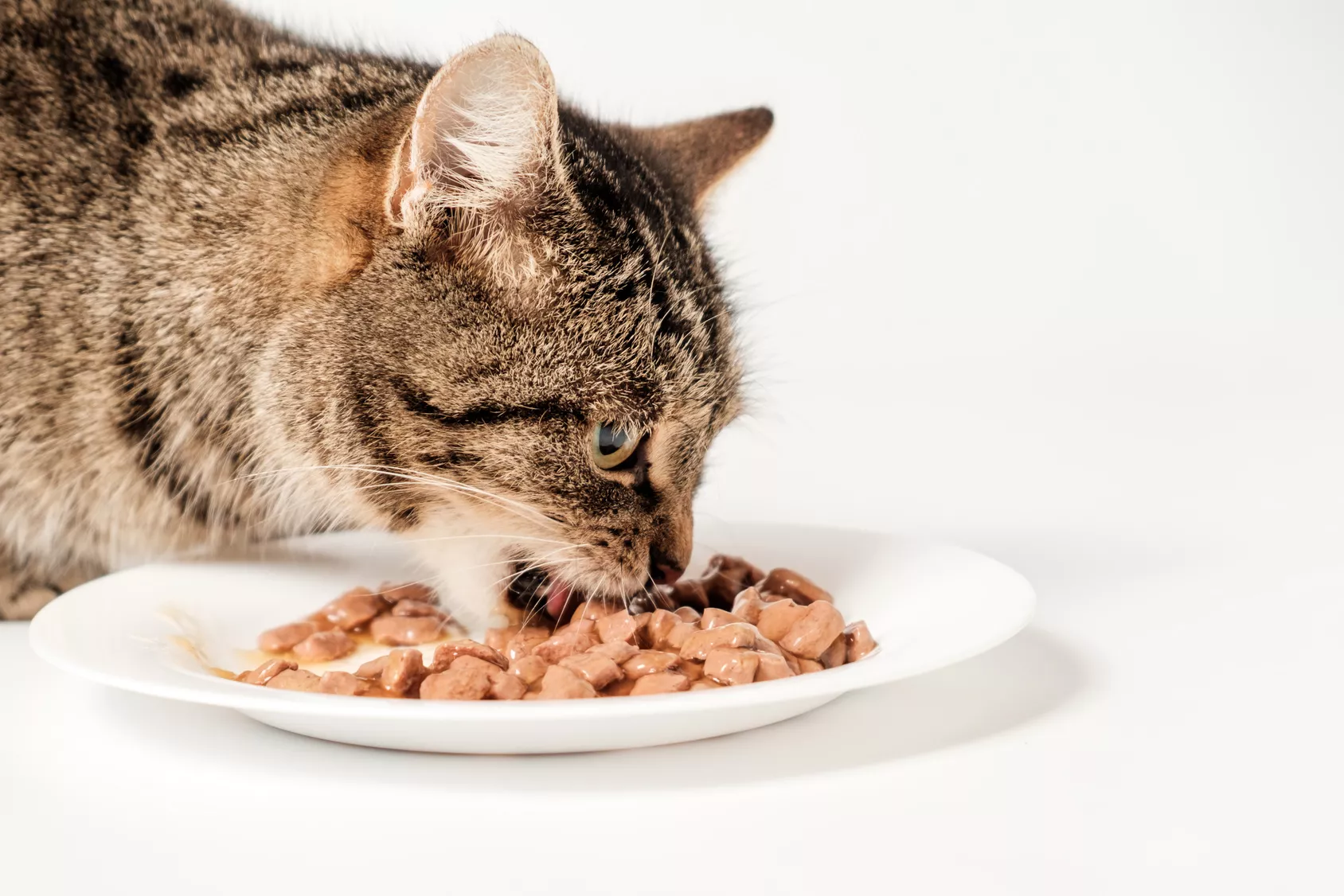 katze frisst mit genuss katze frisst mit genuss
