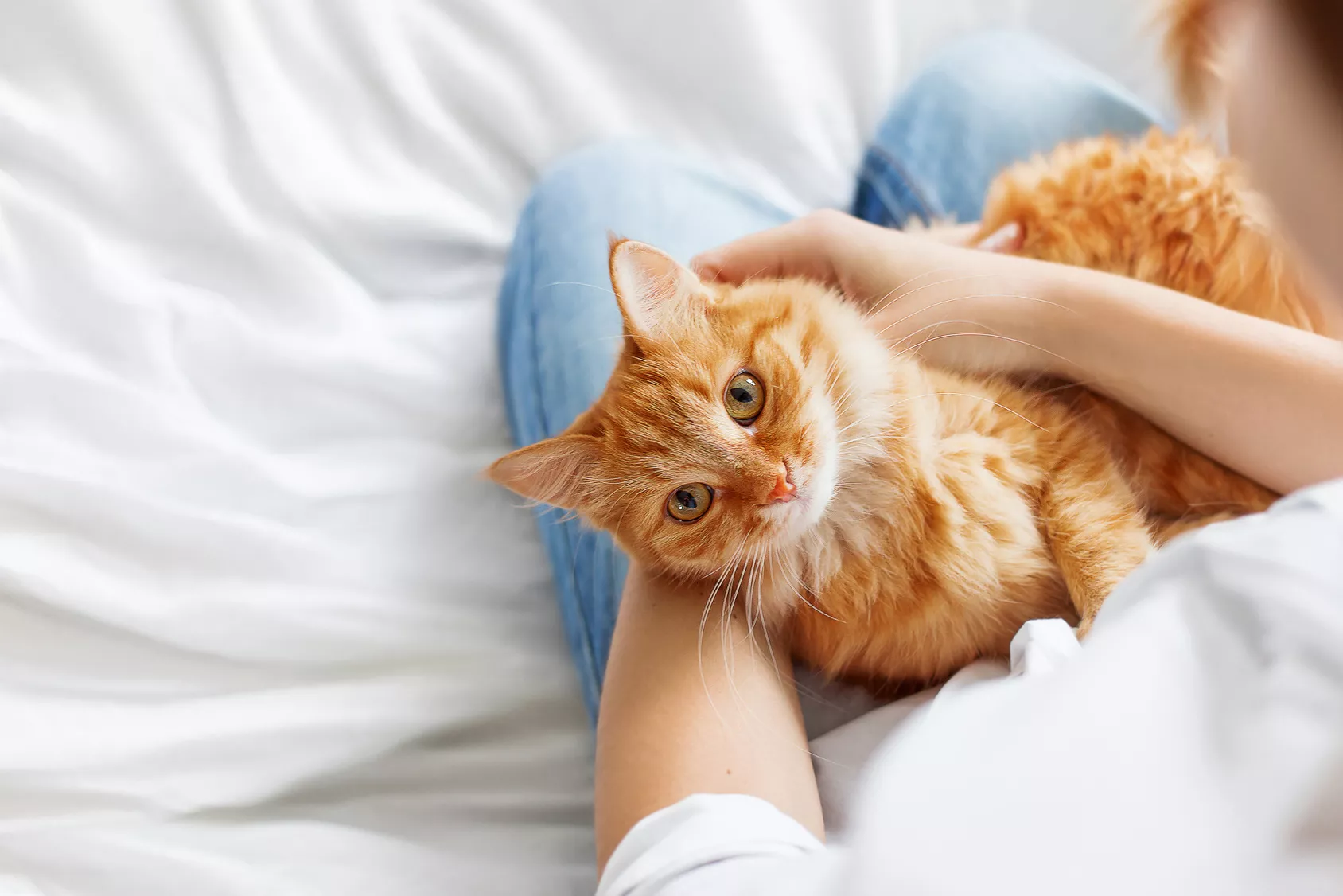 katze schmust katze schmust