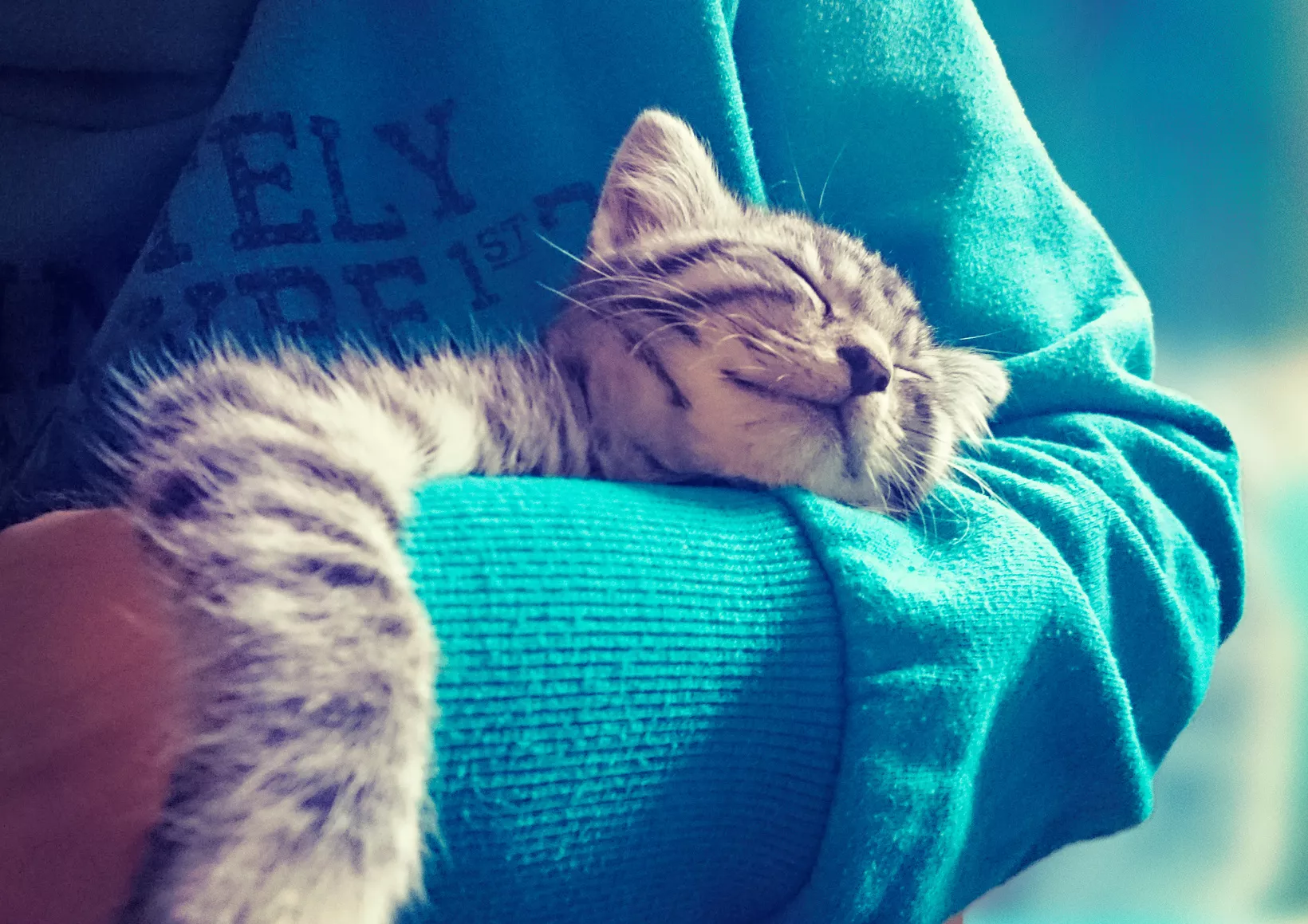katze schnurrt katze schnurrt