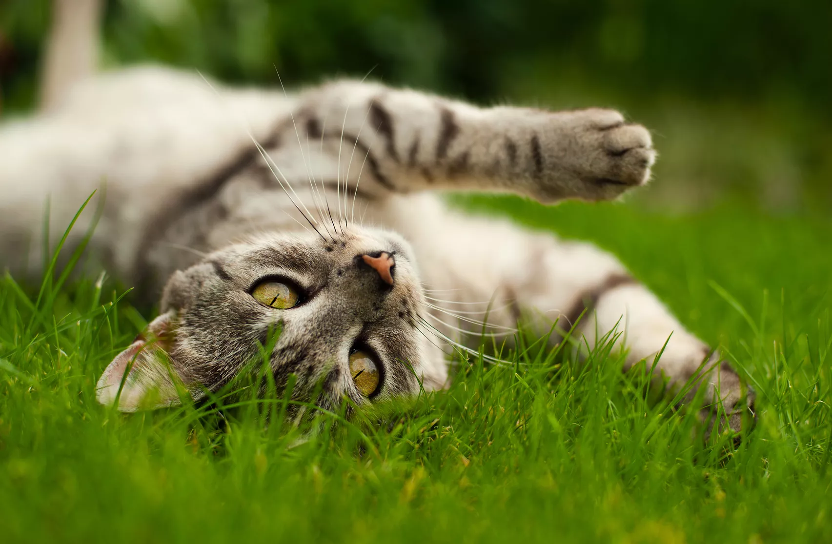 Glückliche Katze wälzt sich auf einer Wiese katze wälzt sich