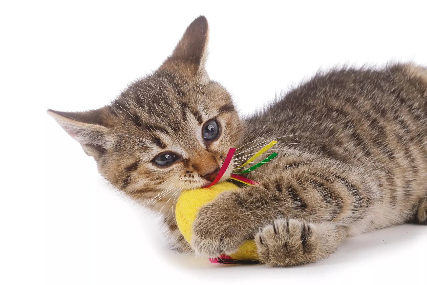 katzenbaby mit maus katzenbaby mit maus