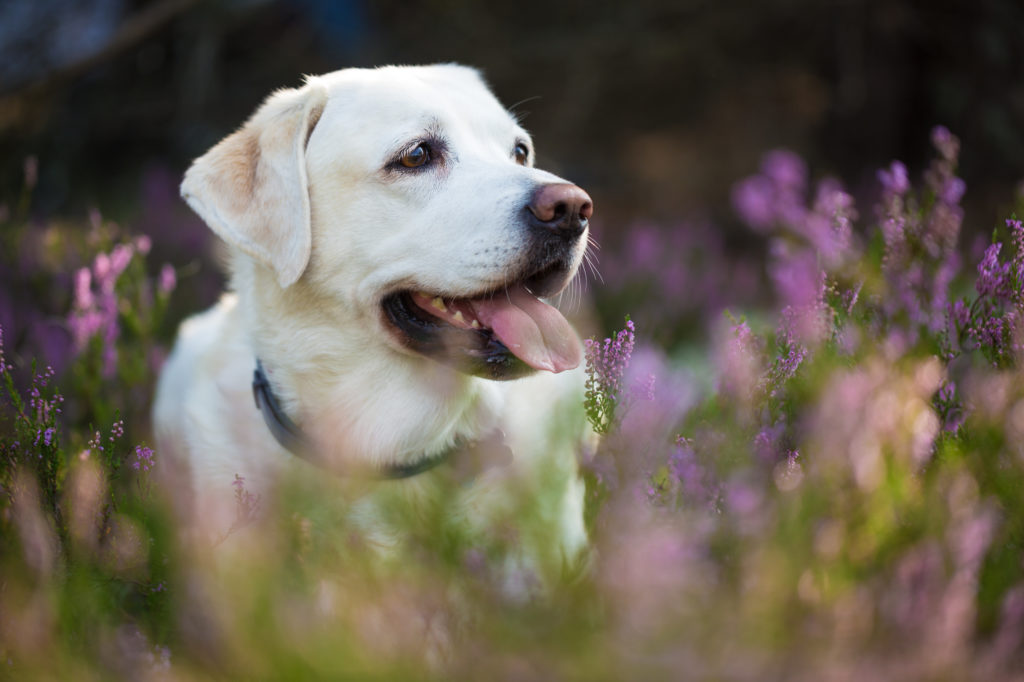 labrador futter