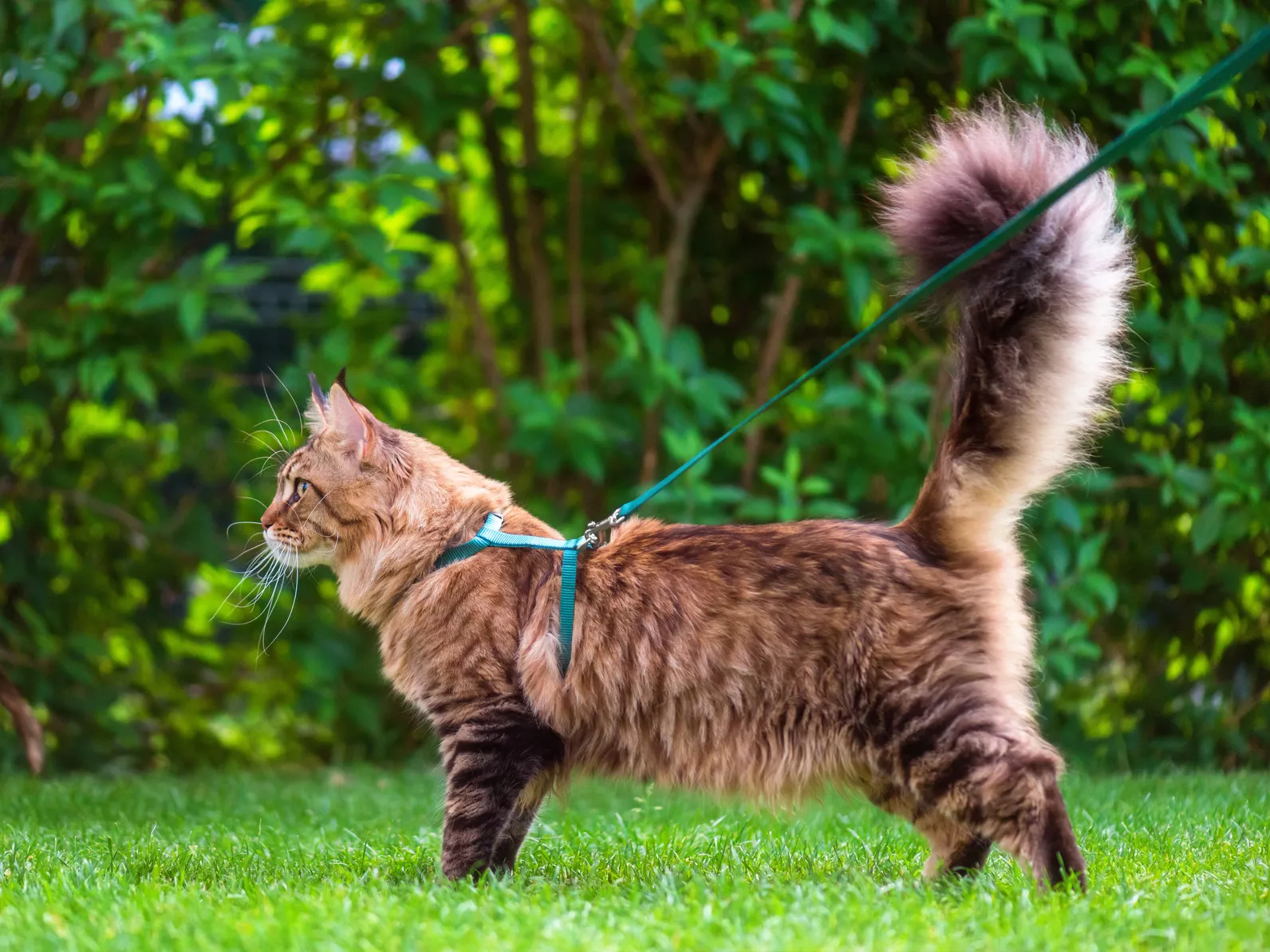 Maine coon schwanz erhoben Maine coon schwanz erhoben