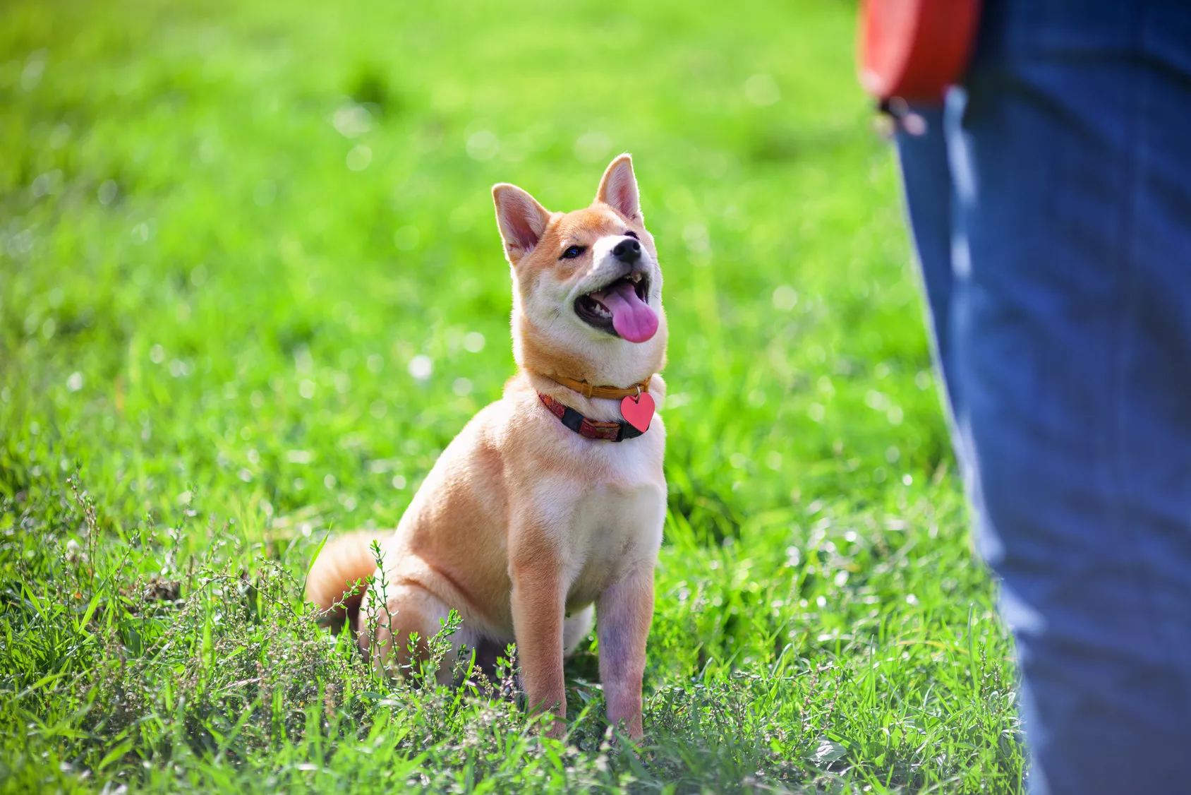 Shiba Inu beim Training