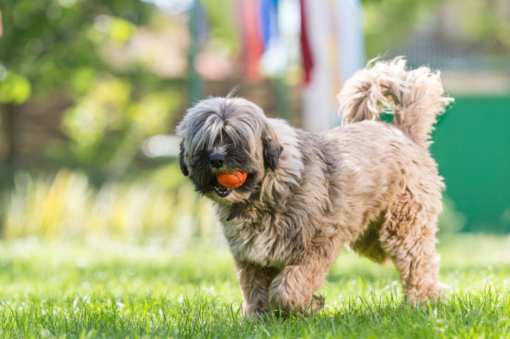 tibet terrier spielt im grass