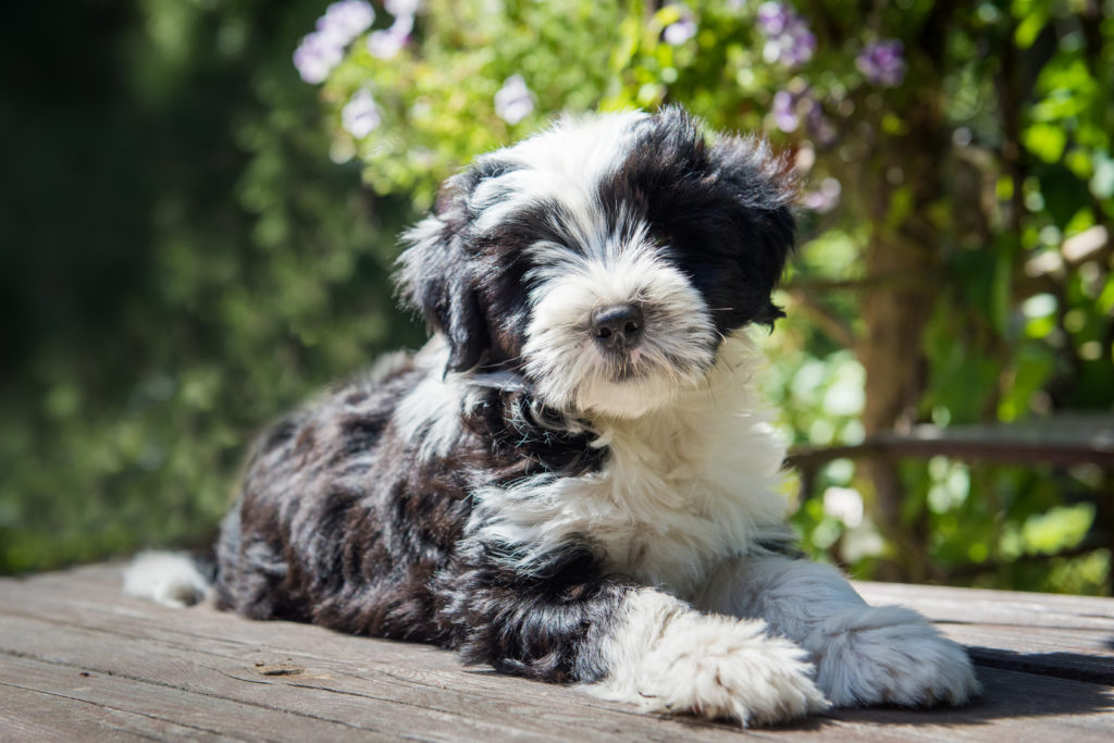 tibet terrier welpe zweifarbig