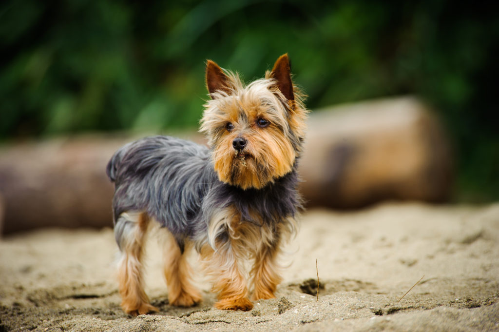 yorkshire terrier am meer Yorkshire Terrier an einem Strand