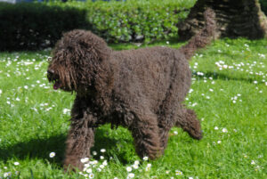 Barbet