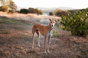 Galgo Español