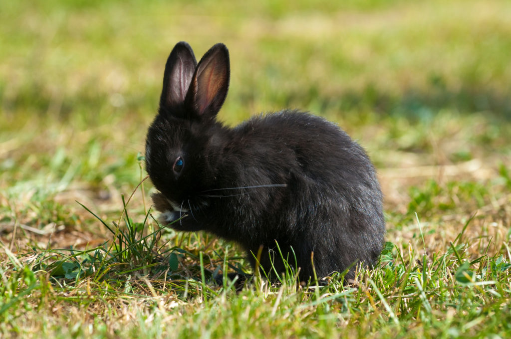 Schwarzes Zwergkaninchen putzt sich auf einer Wiese Kaninchen putzt sich
