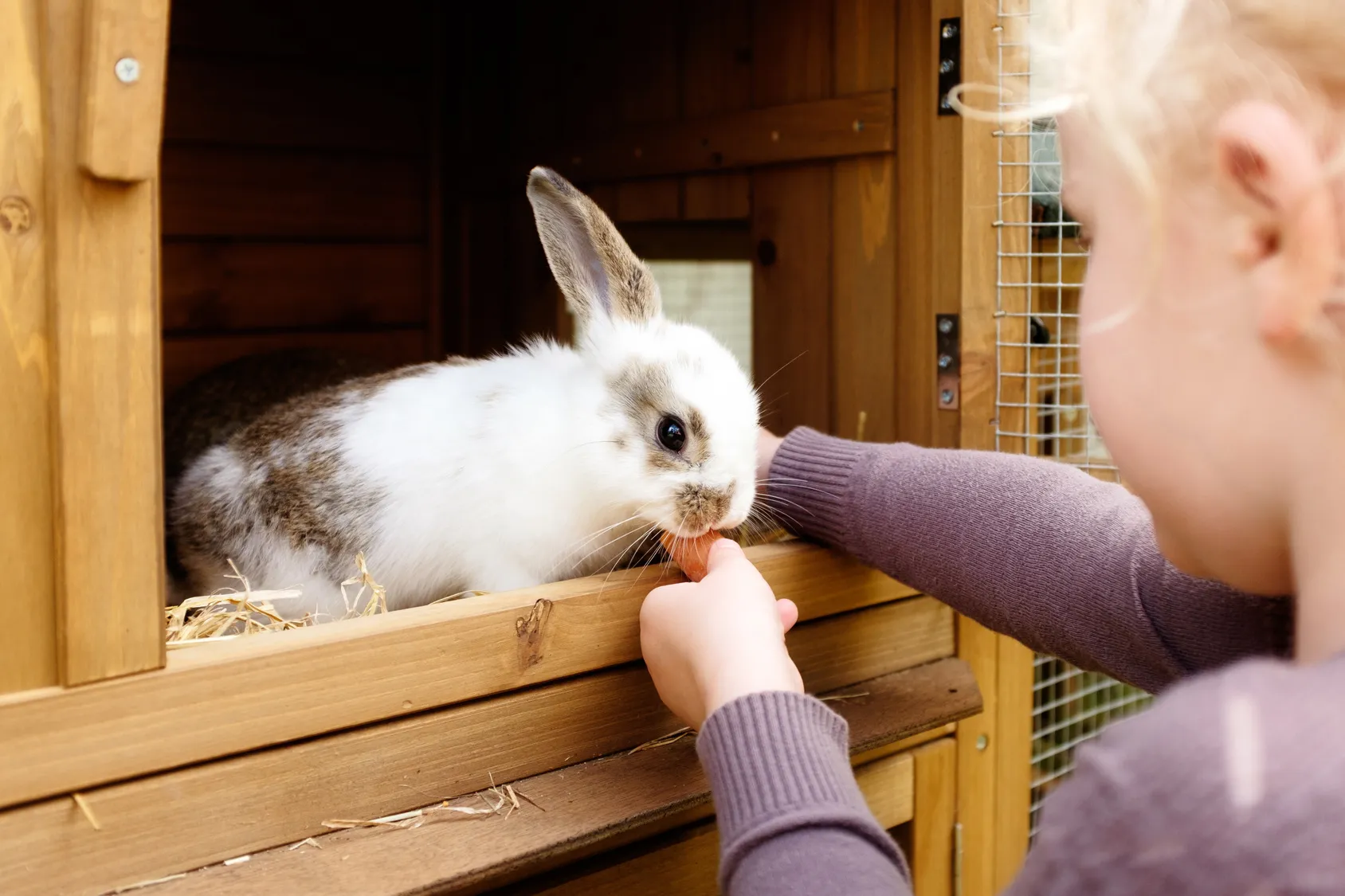 kleines Mädchen füttert hase kleines Mädchen füttert hase