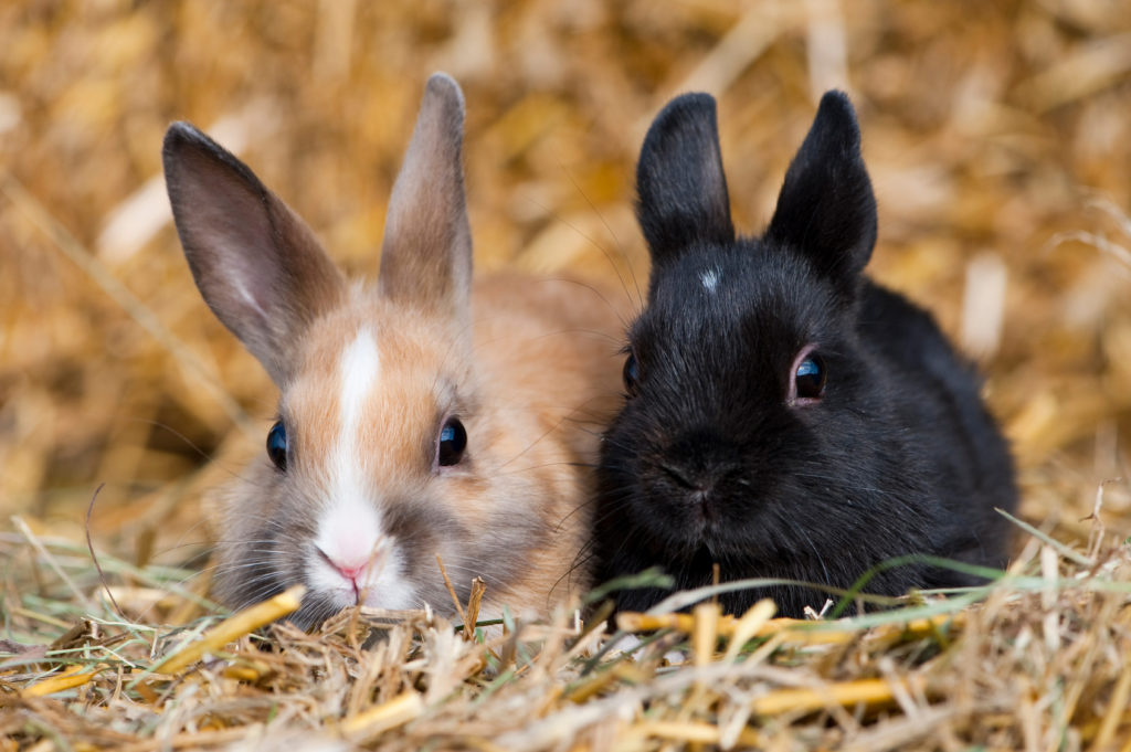 zwei junge zwergkaninchen Zwei kleine Kaninchen