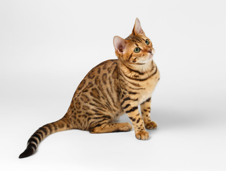 bengáli macska, tigris macska, bengáli cica, bengali macska, leopard macska