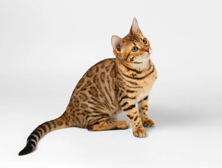 bengáli macska bengáli macska, tigris macska, bengáli cica, bengali macska, leopard macska