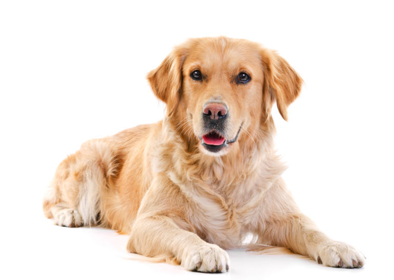 Golden Retriever, golden retriver, arany retriever, goldenretriver, golden kutya