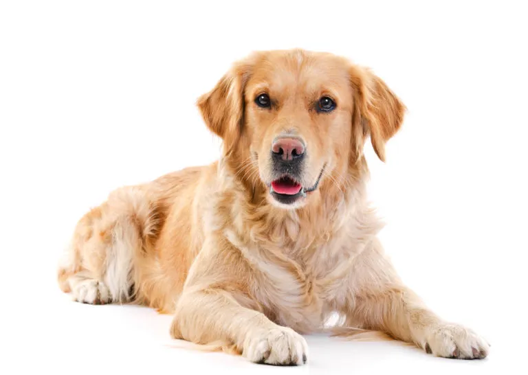 Golden Retriever, golden retriver, arany retriever, goldenretriver, golden kutya