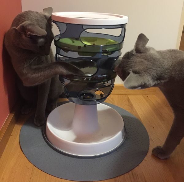 Intelligens játékok macskák számára