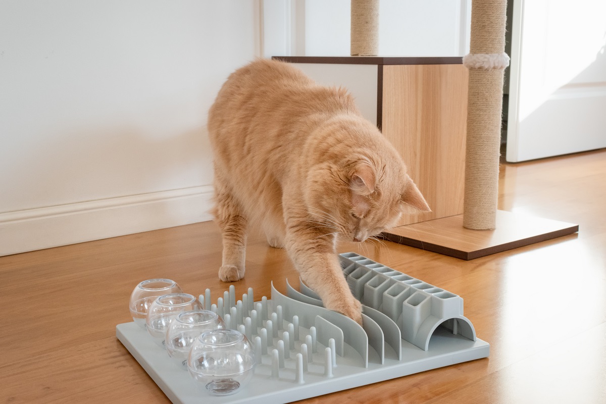 macska intelligenciajáték