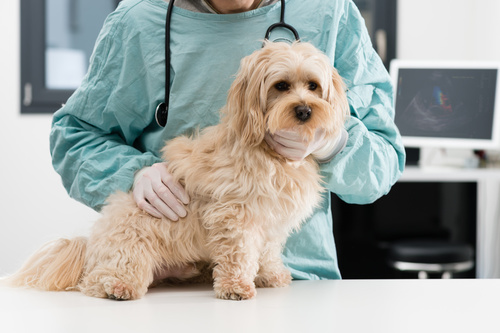 kutya láz, kutya lyme kór, kutya colibacillózis, kutya leptospirózis, kutya szalmonella