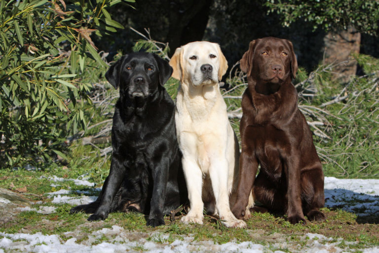 labrador retriever, fekete labrador, labrador kutya, labrador kölyök, labrador fekete, labrador kiskutya, lablador, retriever fajták, labrador tartása