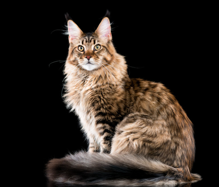 maine coon macska, main coon macska, maincoon macska