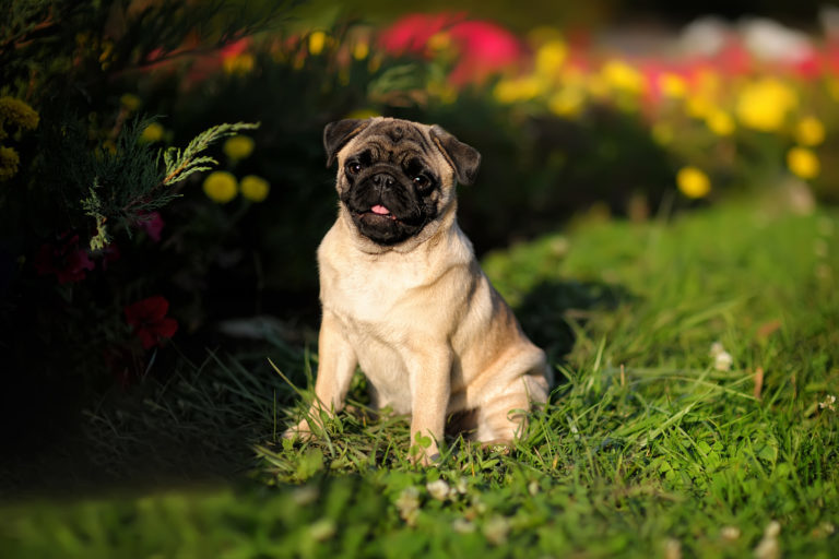 Mopsz (pug), mopsz tartása, mopsz jellemzői