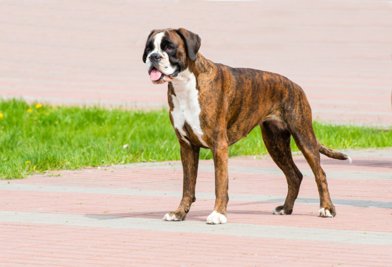 Német Boxer német boxer kutya