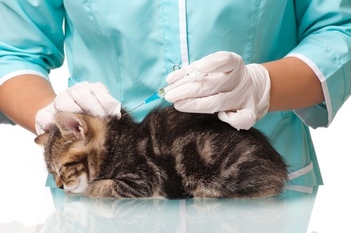 Védőoltás macskáknak