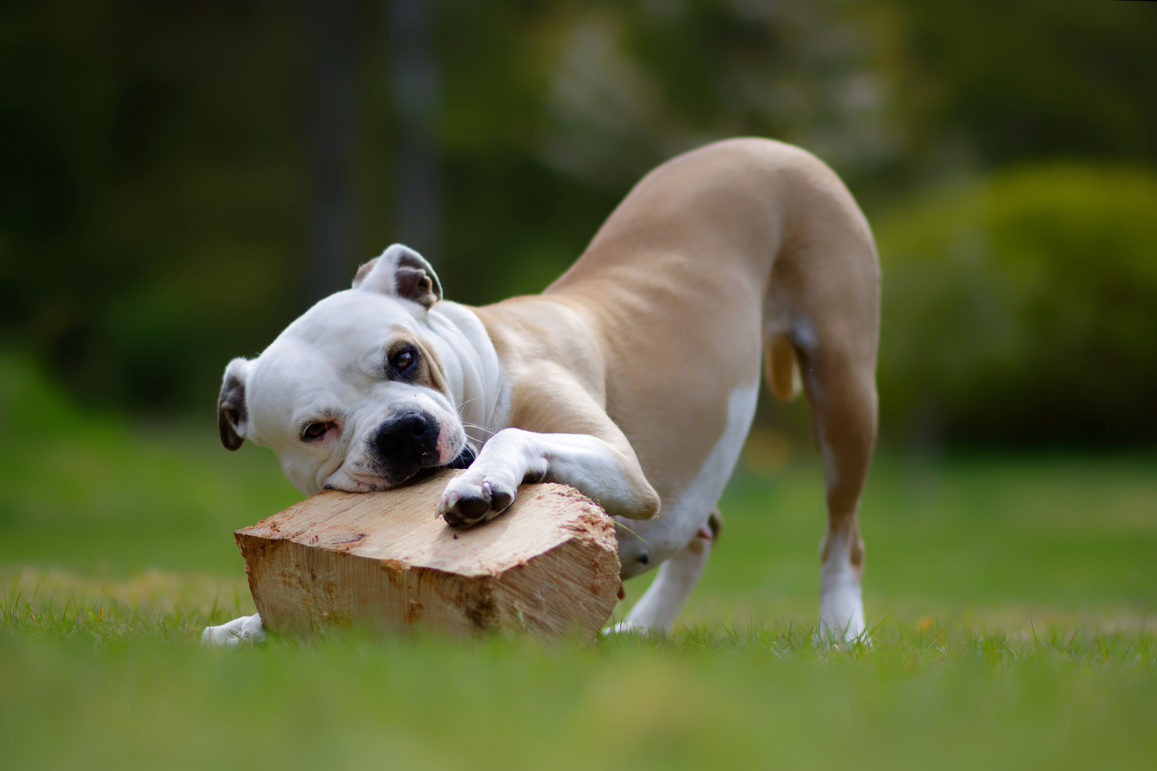 hund im garten beißt in gegenstand